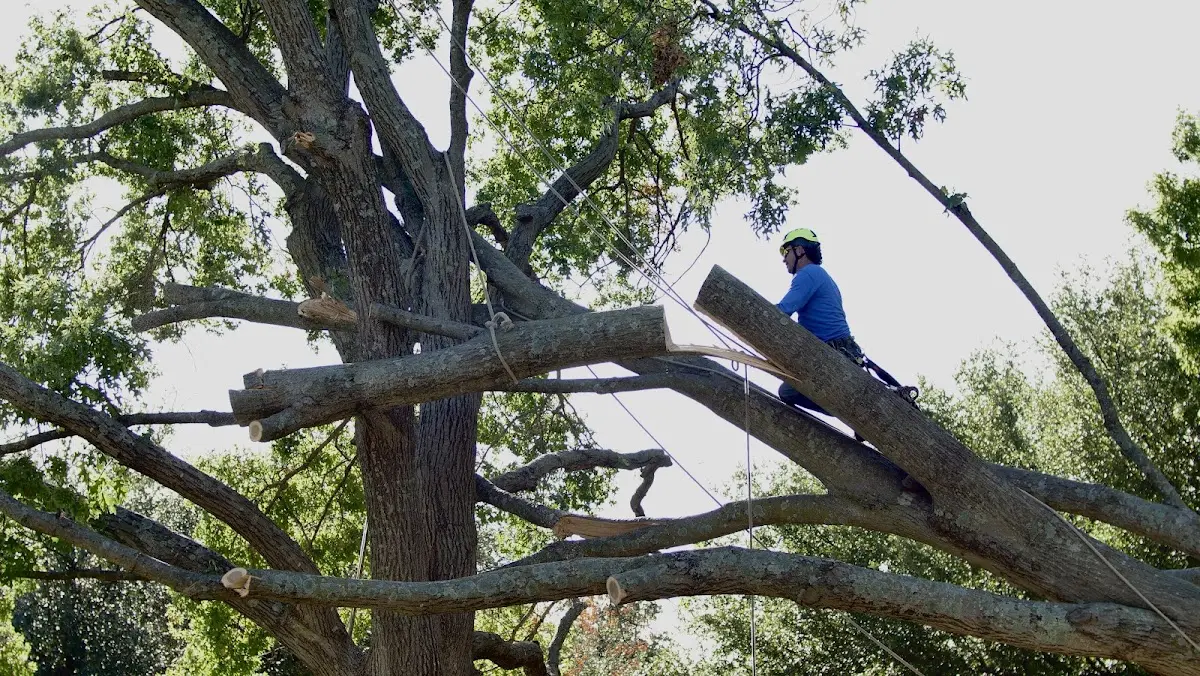 Professional Crown Thinning performed by certified arborists in Largo